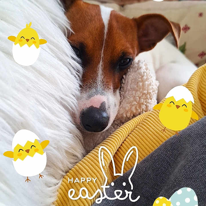 Aya participe au concours pour gagner de l'argent avec cette photo : dog, sleeping, cushion, blanket, soft_texture, brown_and_white, indoors, decorations, easter, stickers, yellow_chick, egg, bunny, cozy, resting, pet, close_up, cute, holiday, festive