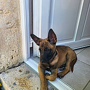 Akira participe au concours pour gagner de l'argent avec cette photo : dog, puppy, brown_dog, doorway, tile_floor, stone_step, resting, pet, animal, ears_up, watchful, indoors, outdoors, collar, young_dog, canine, guarding, alert, relaxed, door_frame