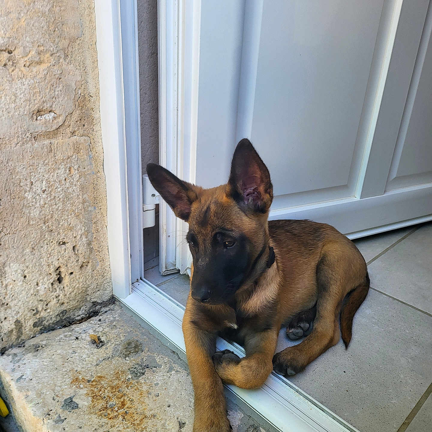 Akira participe au concours pour gagner de l'argent avec cette photo : alert, animal, brown_dog, canine, collar, dog, door_frame, doorway, ears_up, guarding, indoors, outdoors, pet, puppy, relaxed, resting, stone_step, tile_floor, watchful, young_dog