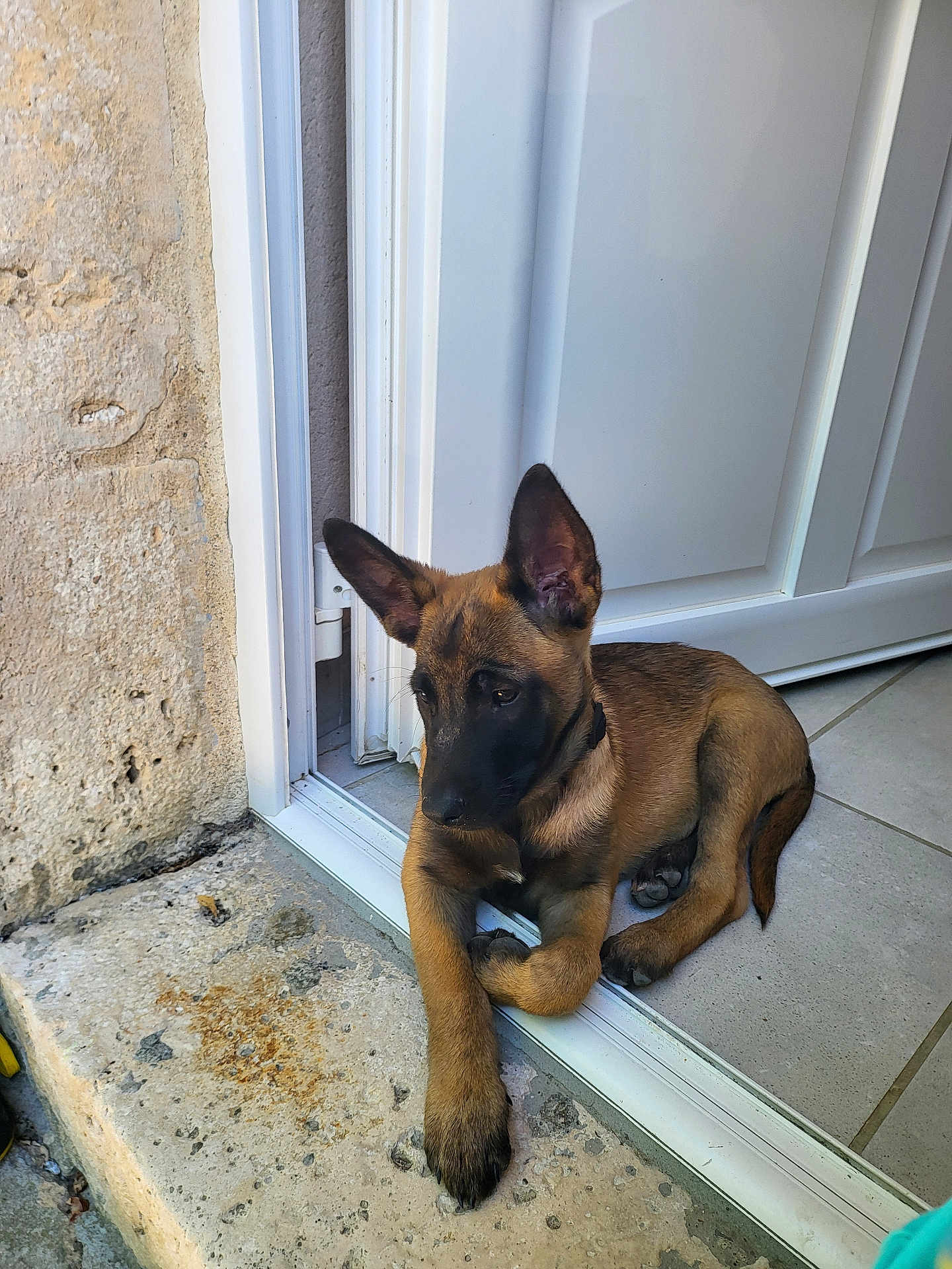 Akira participe au concours pour gagner de l'argent avec cette photo : dog, puppy, brown_dog, doorway, tile_floor, stone_step, resting, pet, animal, ears_up, watchful, indoors, outdoors, collar, young_dog, canine, guarding, alert, relaxed, door_frame