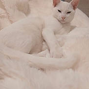 Sugar is registered to the contest to win money with this photo: cat, white_cat, animal, pet, feline, fluffy, blanket, soft, cozy, indoor, resting, sleepy, fur, cute, relaxing, comfort, whiskers, ears, tail, lying_down