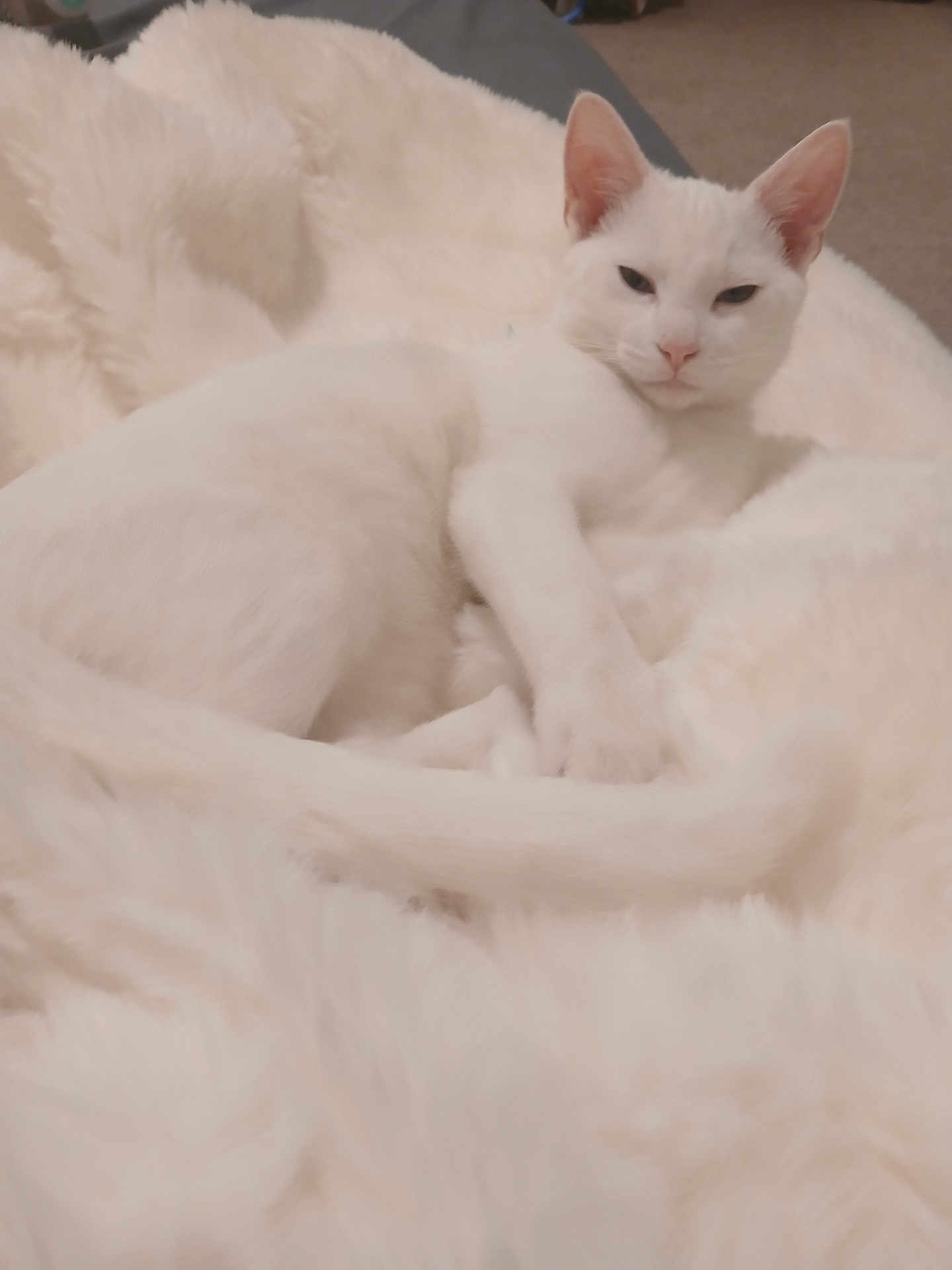 Sugar is registered to the contest to win money with this photo: cat, white_cat, animal, pet, feline, fluffy, blanket, soft, cozy, indoor, resting, sleepy, fur, cute, relaxing, comfort, whiskers, ears, tail, lying_down