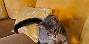 Blake is registered to the contest to win money with this photo: cabinet, cat, couch, cozy, curious, decor, floor, furniture, gray_tabby, home, indoor, lamp, living_room, pet, pillow, stretching, television, window, wood, yellow_cushions