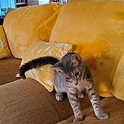 Blake joined the competition — help win amazing prizes! brown_couch, cat, couch, cozy, curious, decor, domestic_animal, feline, furniture, gray_cat, home_interior, household, indoor, lamp, living_room, pet, relaxing, stretching, tabby, yellow_cushions