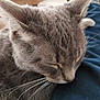 Blake joined the competition — help win amazing prizes! animal, blurred_background, cat, close_up, cozy, cute, domestic_cat, ears, face, fur, gray_cat, indoor, mammal, peaceful, pet, relaxed, resting, sleeping, soft_texture, whiskers
