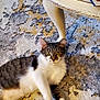 Miss Maddie is registered to the contest to win money with this photo: cat, tabby, white_fur, carpet, table_leg, indoor, pet, animal, feline, yellow_eyes, curious, resting, floor, home, cozy, fur, whiskers, paws, looking, domestic