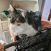 Miss Maddie is registered to the contest to win money with this photo: cat, tabby_cat, white_fur, green_eyes, indoor, furniture, storage_drawer, zebra_stripes, towel, shelf, books, decor, animal, pet, resting, cozy, fur, whiskers, close_up, domestic_cat