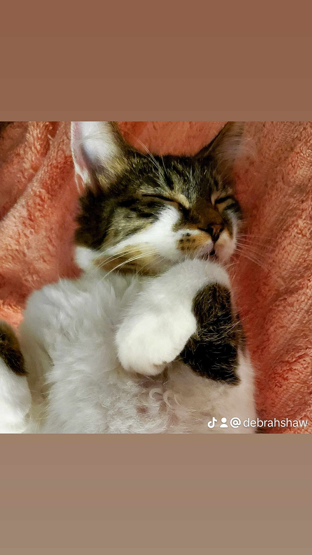 Miss Maddie joined the competition — help win amazing prizes! cat, kitten, sleeping, fluffy, tabby, white_fur, paw, closed_eyes, cute, pet, animal, cozy, blanket, soft_texture, resting, indoor, fur, whiskers, adorable, relaxed