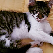 Miss Maddie is registered to the contest to win money with this photo: animal, cat, close_up, domestic_cat, feline, fur, indoor, lying_down, mammal, paw, pet, quilt, relaxed, resting, sleepy, striped, tabby, whiskers, white_fur, yellow_background