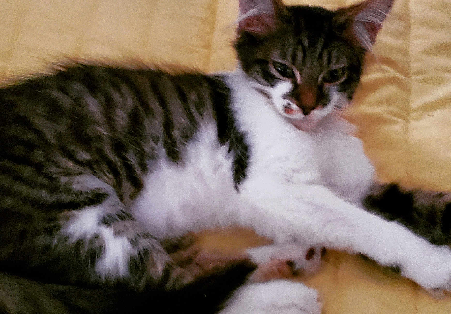 Miss Maddie is registered to the contest to win money with this photo: animal, cat, close_up, domestic_cat, feline, fur, indoor, lying_down, mammal, paw, pet, quilt, relaxed, resting, sleepy, striped, tabby, whiskers, white_fur, yellow_background