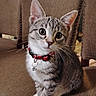 animal, bell, brown, cat, chair, closeup, collar, curious, cute, domestic, feline, furniture, indoor, kitten, pet, portrait, sitting, tabby, whiskers, young
