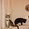 Graycee is registered to the contest to win money with this photo: animals, bathroom, bathtub, black_cat, cats, chrome_fixture, collar, curious, fur, home, indoor, kittens, pets, shower_curtain, sitting, standing, tab, tabby_cat, tiles, whiskers