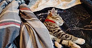 Graycee joined the competition — help win amazing prizes! animal_portrait, bed, bedding, blanket, cat, cozy, floral_pattern, indoors, kitten, lying_down, nap, paws, plaid, red_collar, relaxed, sleeping, soft_lighting, striped_fur, tabby, whiskers
