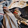 animal_portrait, bed, bedding, blanket, cat, cozy, floral_pattern, indoors, kitten, lying_down, nap, paws, plaid, red_collar, relaxed, sleeping, soft_lighting, striped_fur, tabby, whiskers
