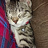 Graycee is registered to the contest to win money with this photo: bell, blanket, cat, close_up, closed_eyes, collar, couch, cozy, ears, fur, indoor, kitten, pet, plaid, relaxed, sleeping, striped, tabby, whiskers, white_chest