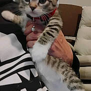 Graycee is registered to the contest to win money with this photo: animal, being_held, bell, blue_eyes, cat, closeup, clothing, collar, couch, cute, home, indoors, kitten, person, pet, portrait, sitting, striped_fur, tabby, white_paws