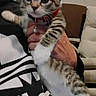 animal, being_held, bell, blue_eyes, cat, closeup, clothing, collar, couch, cute, home, indoors, kitten, person, pet, portrait, sitting, striped_fur, tabby, white_paws