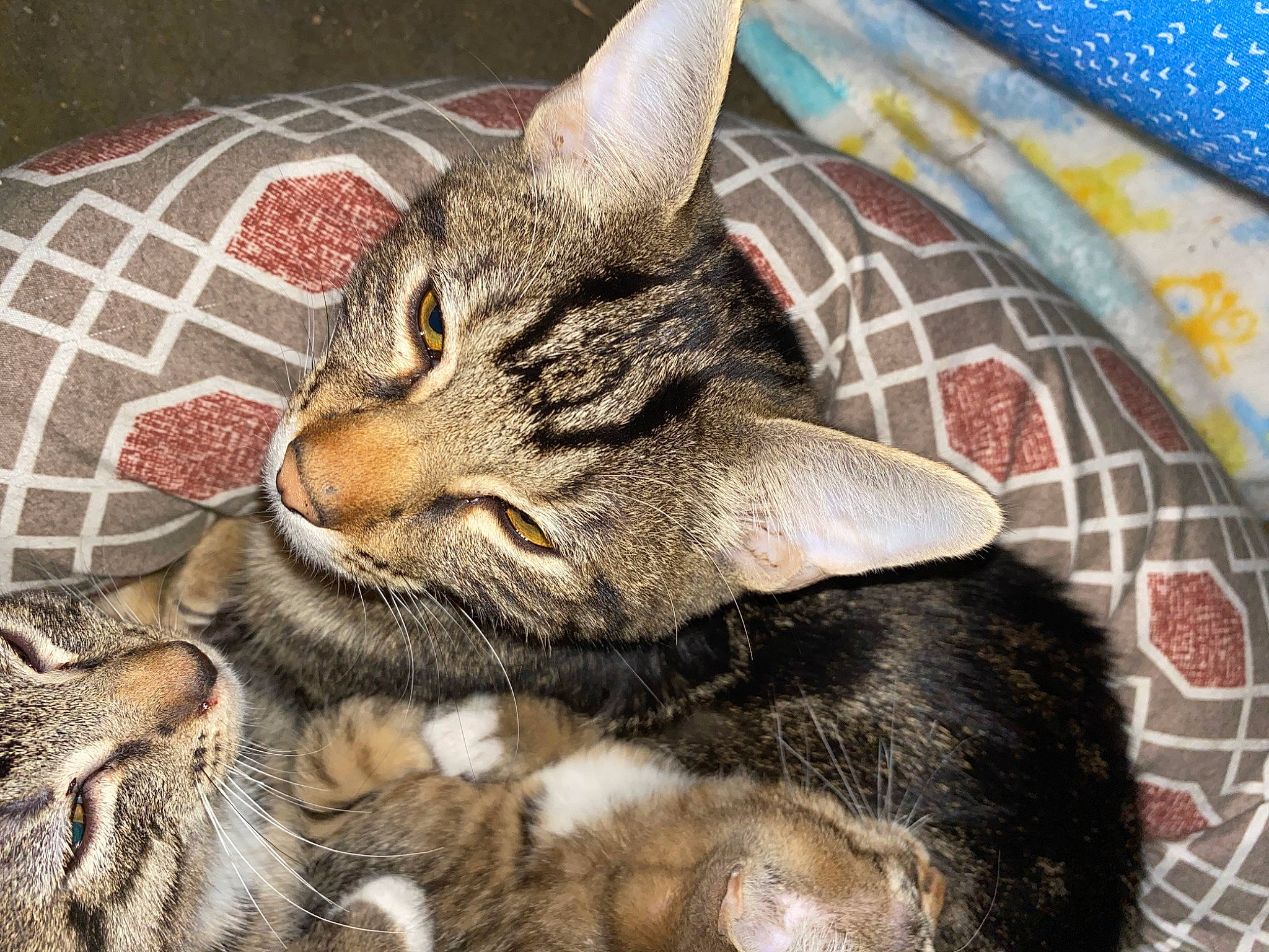 Iris joined the competition — help win amazing prizes! carnivore, cat, claw, comfort, domestic_short_haired_cat, eye, felidae, fur, linens, pattern, paw, small_to_medium_sized_cats, snout, terrestrial_animal, whiskers, wildlife