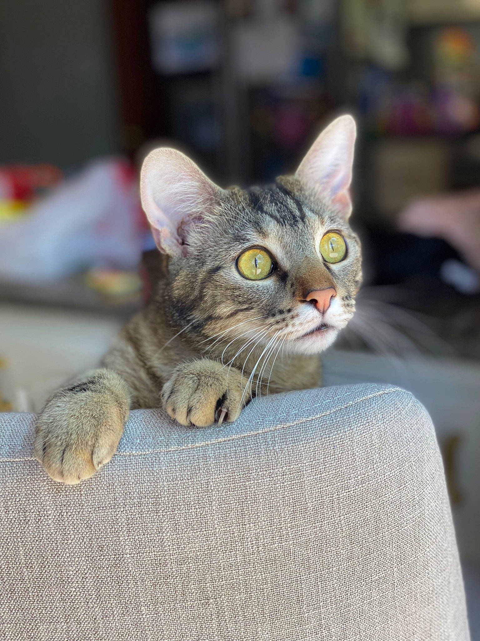 Iris joined the competition — help win amazing prizes! carnivore, cat, domestic_short_haired_cat, felidae, fur, grey, paw, sitting, small_to_medium_sized_cats, snout, terrestrial_animal, whiskers, wildlife