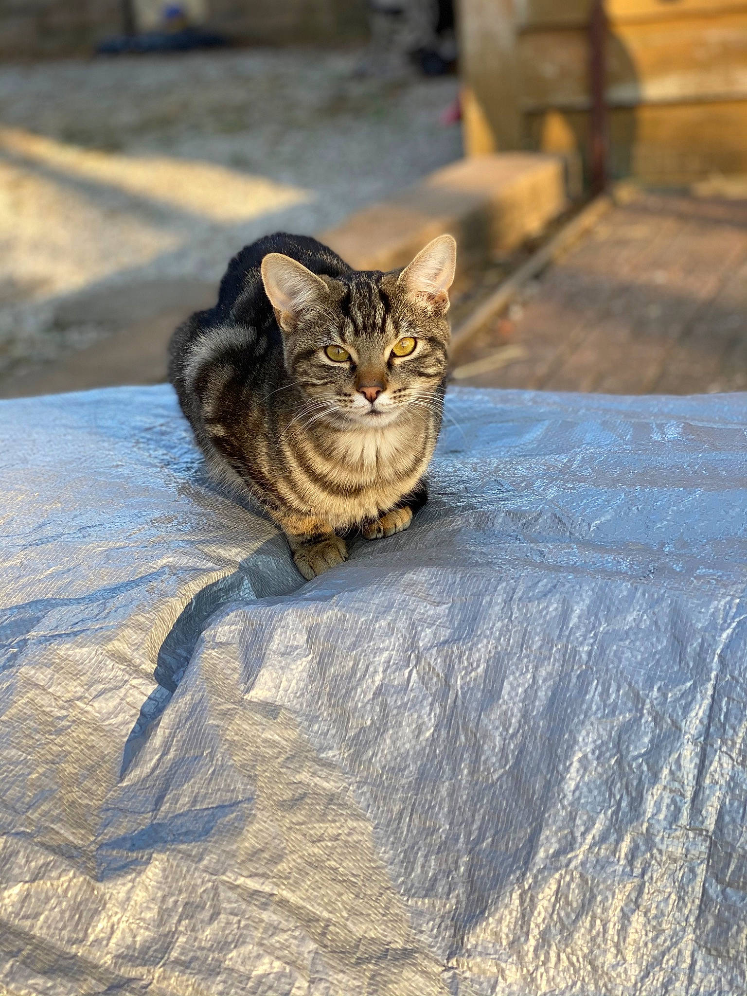 Iris is registered to the contest to win money with this photo: asphalt, carnivore, cat, cobblestone, domestic_short_haired_cat, fawn, felidae, flooring, fur, grass, grey, road, road_surface, small_to_medium_sized_cats, snout, tail, terrestrial_animal, tree, whiskers, wood