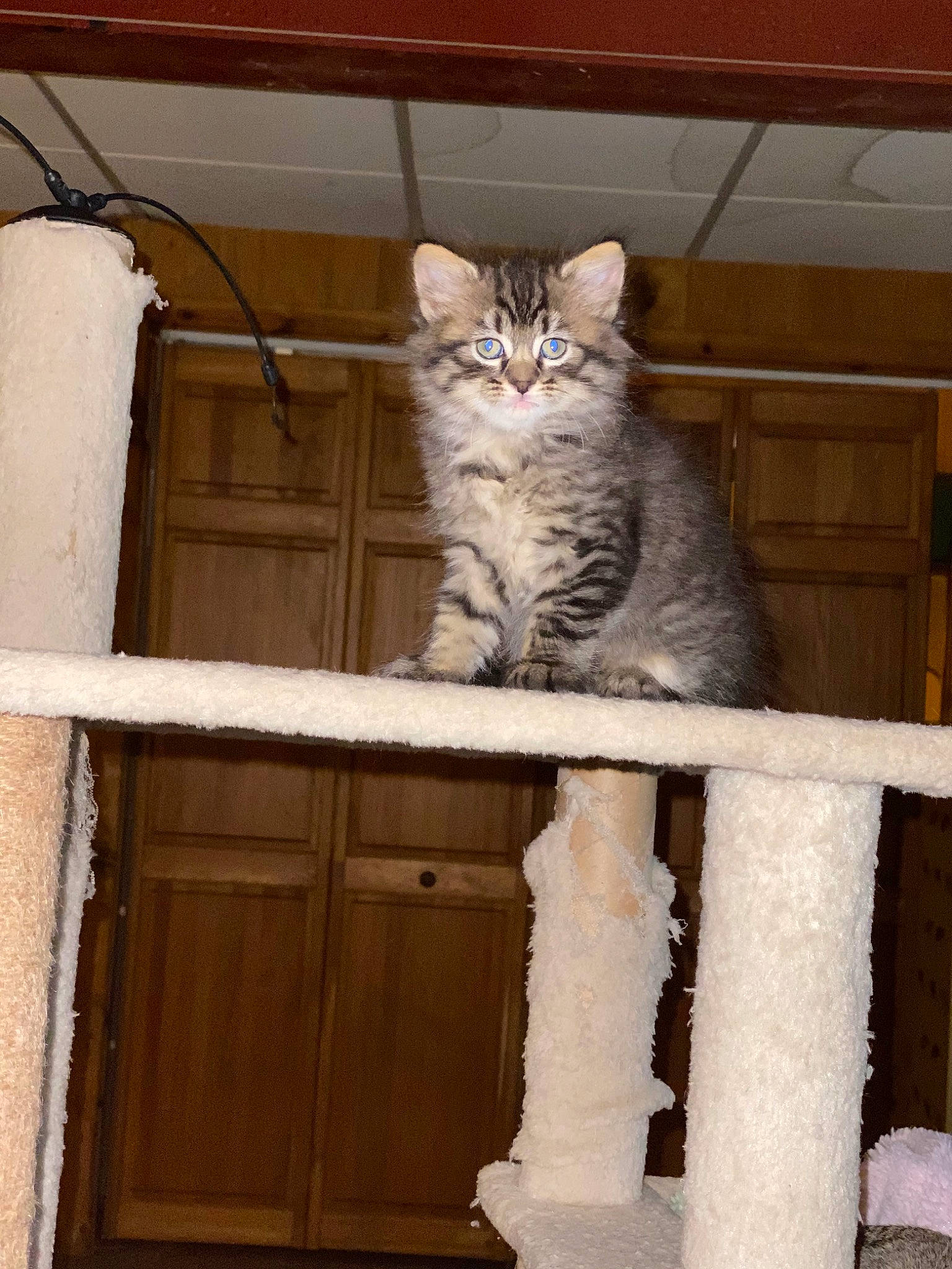 Bailee joined the competition — help win amazing prizes! baluster, carnivore, cat, domestic_short_haired_cat, door, felidae, fur, hardwood, pattern, small_to_medium_sized_cats, tail, terrestrial_animal, whiskers, window, wood