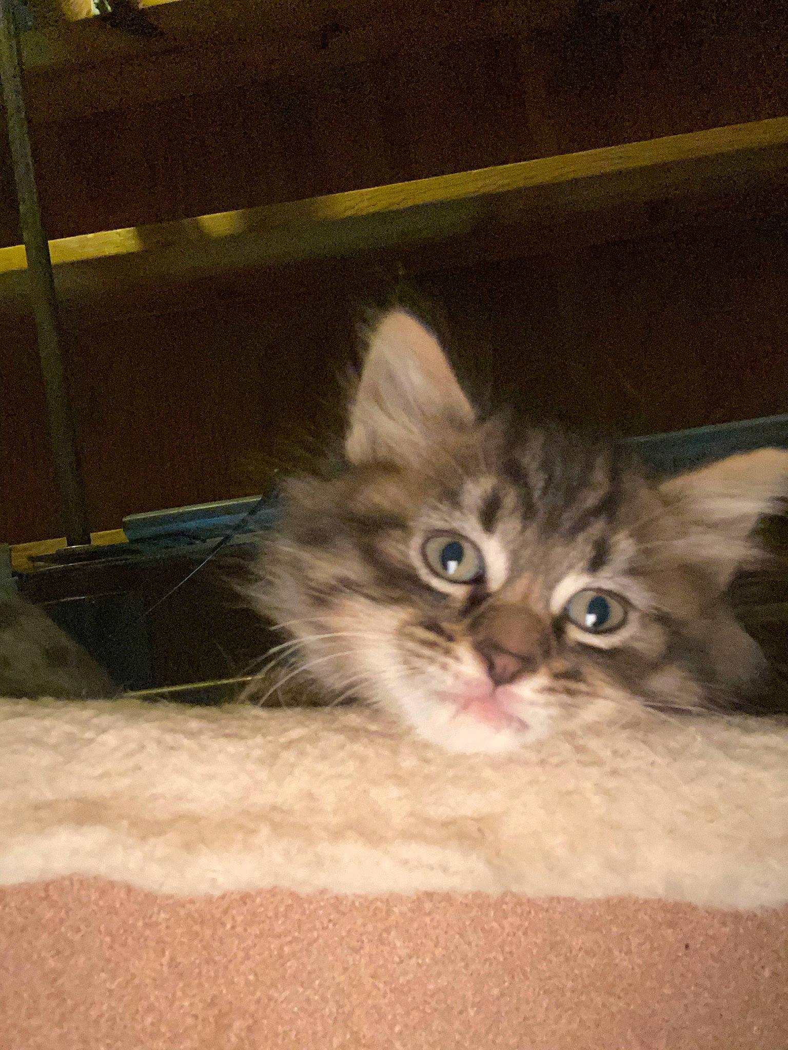 Bailee is registered to the contest to win money with this photo: box, carnivore, cat, claw, domestic_short_haired_cat, fawn, felidae, flooring, fur, hardwood, paw, plant, shelf, small_to_medium_sized_cats, snout, tail, terrestrial_animal, whiskers, wood