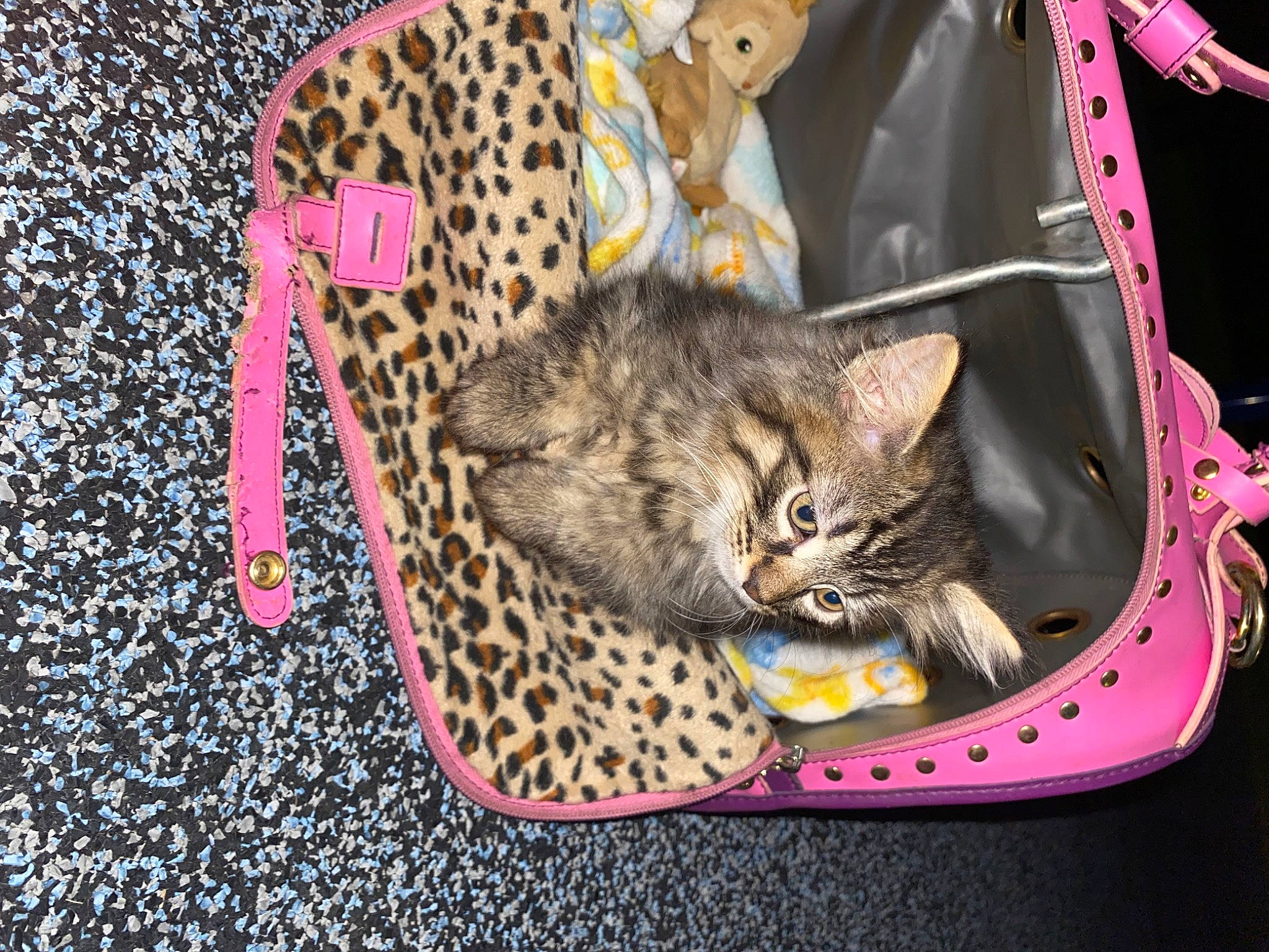 Bailee is registered to the contest to win money with this photo: bag, basket, carnivore, cat, cat_supply, domestic_short_haired_cat, fashion_accessory, felidae, fur, grass, luggage_and_bags, magenta, pattern, pet_supply, pink, plant, small_to_medium_sized_cats, tail, terrestrial_animal, whiskers