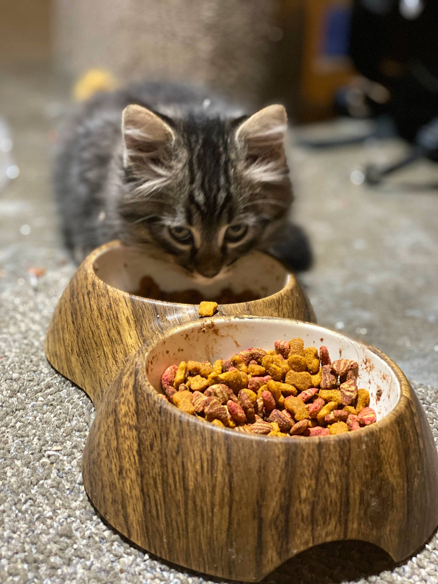 Bailee joined the competition — help win amazing prizes! animal_feed, carnivore, cat, cat_food, cat_supply, cuisine, dish, domestic_short_haired_cat, felidae, food, fur, ingredient, nut, pet_food, pet_supply, plant, produce, recipe, small_to_medium_sized_cats, whiskers
