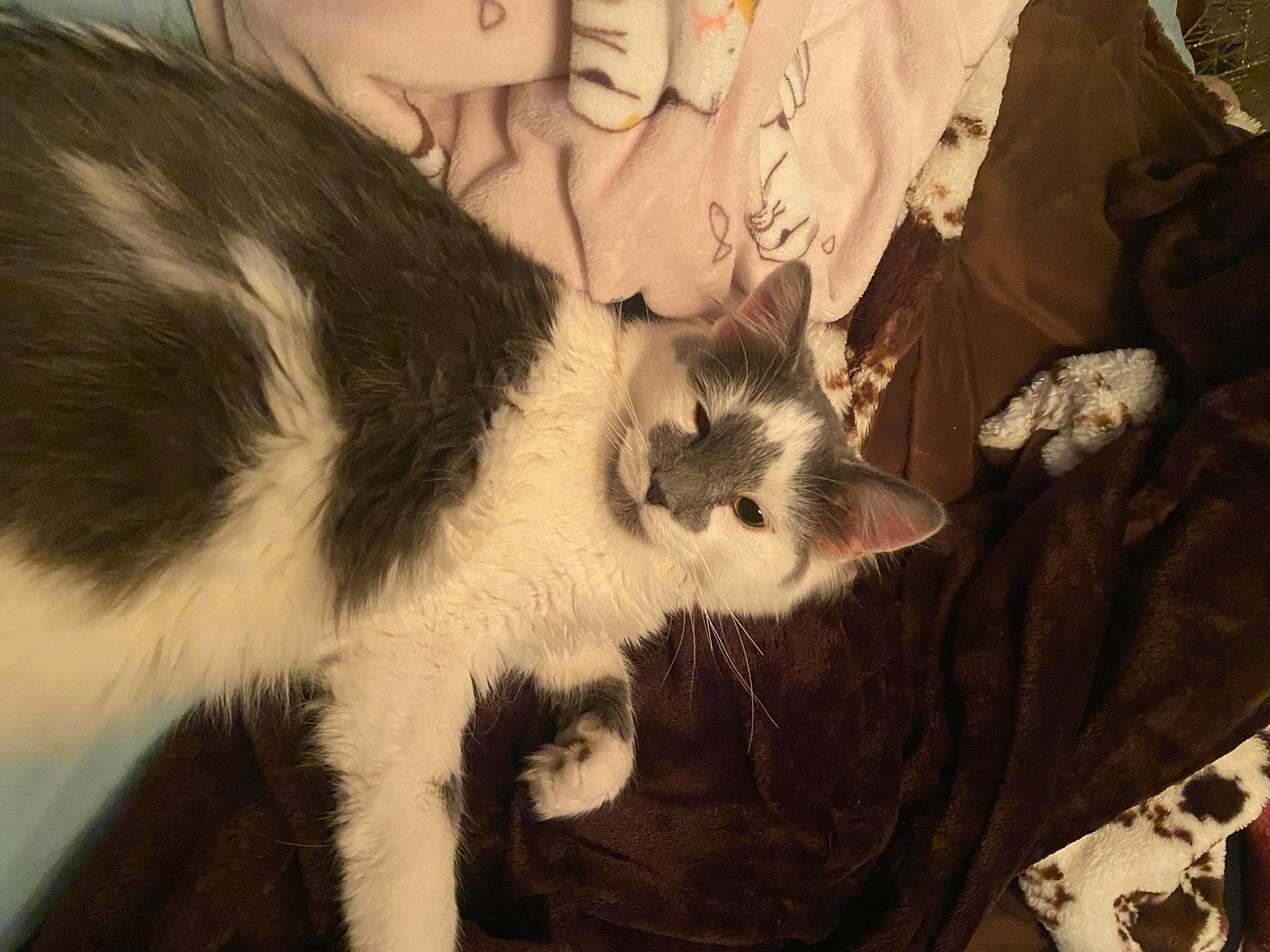 Tiny joined the competition — help win amazing prizes! beard, canidae, carnivore, cat, claw, comfort, companion_dog, dog_breed, domestic_short_haired_cat, eyelash, felidae, fur, linens, nap, paw, photo_caption, small_to_medium_sized_cats, snout, tail, whiskers