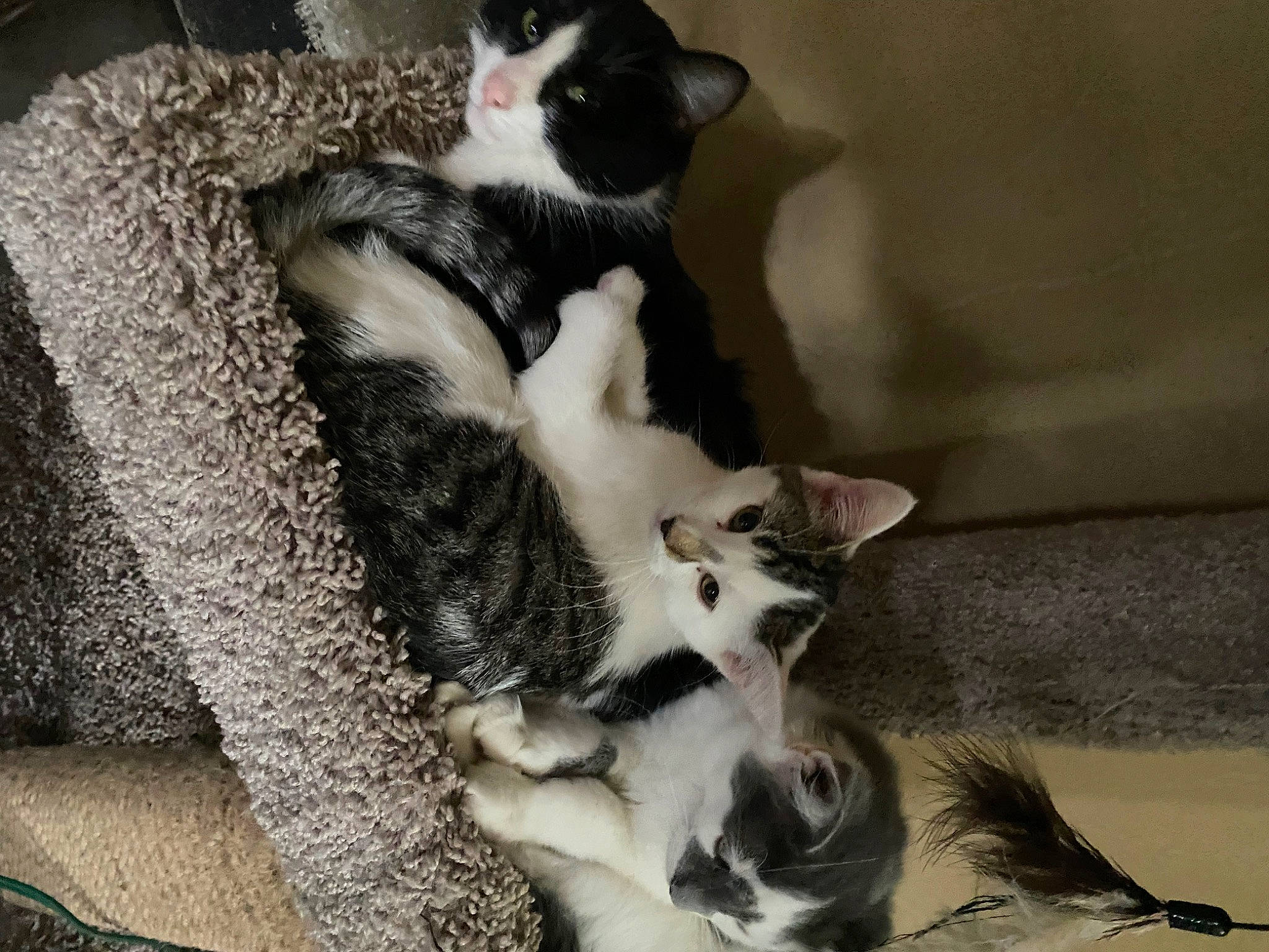 Tiny is registered to the contest to win money with this photo: canidae, carnivore, cat, cat_supply, claw, comfort, companion_dog, dog_breed, domestic_short_haired_cat, felidae, fur, paw, small_to_medium_sized_cats, sporting_group, tail, whiskers, working_animal