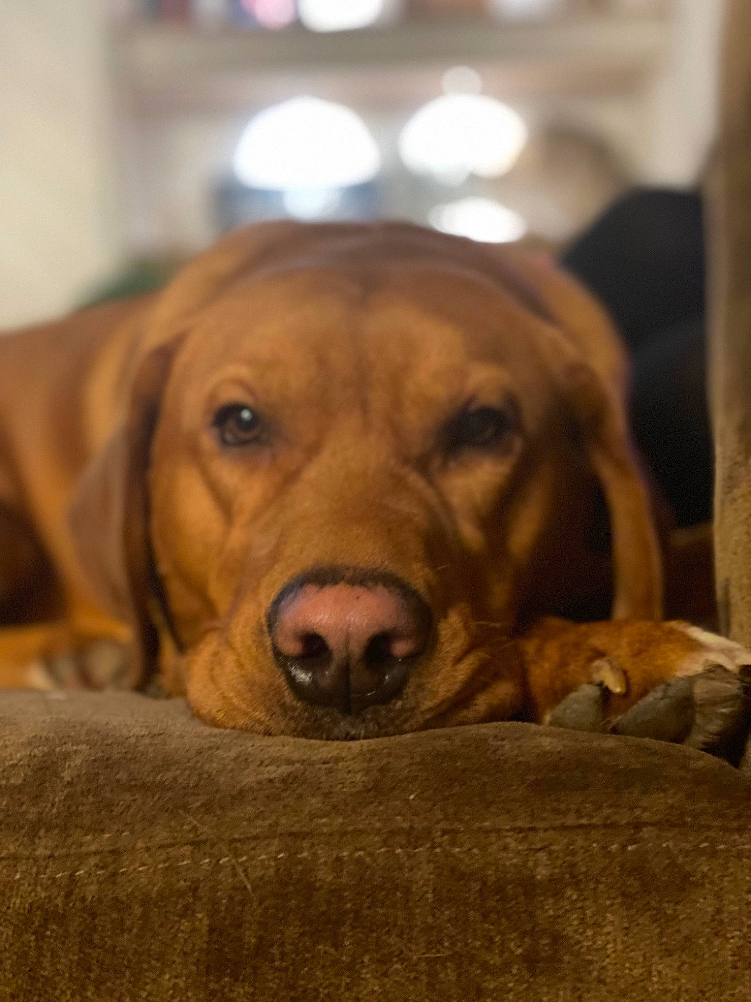 Conway joined the competition — help win amazing prizes! canidae, carnivore, companion_dog, dog, dog_breed, dog_collar, ear, fawn, fur, guard_dog, gun_dog, hound, liver, molosser, retriever, snout, sporting_group, whiskers, wood, working_animal