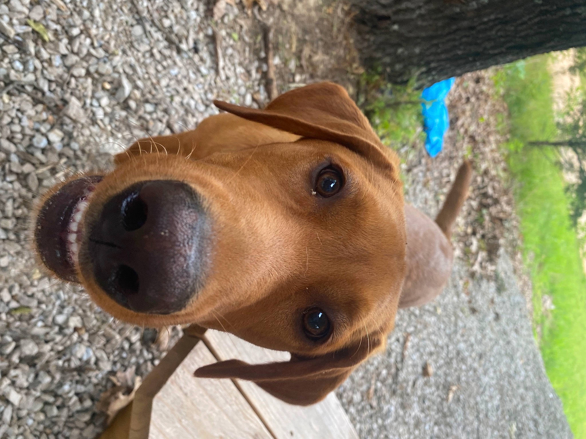 Conway joined the competition — help win amazing prizes! canidae, carnivore, companion_dog, dog, dog_breed, fawn, fur, hunting_dog, liver, pet_supply, plant, snout, sporting_group, terrestrial_animal, tree, trunk, whiskers, wildlife, wood, working_animal