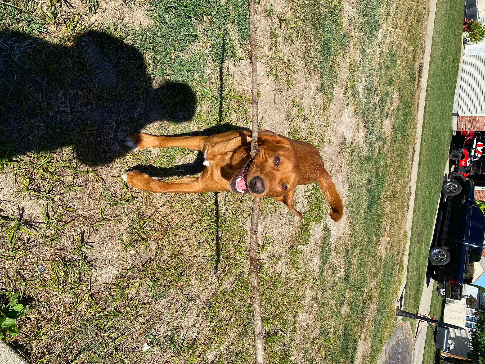 Conway is registered to the contest to win money with this photo: adventure, canidae, car, carnivore, dog, dog_breed, fawn, fun, grass, landscape, leisure, people_in_nature, plant, recreation, shadow, soil, sporting_group, tree, vehicle_door, working_animal