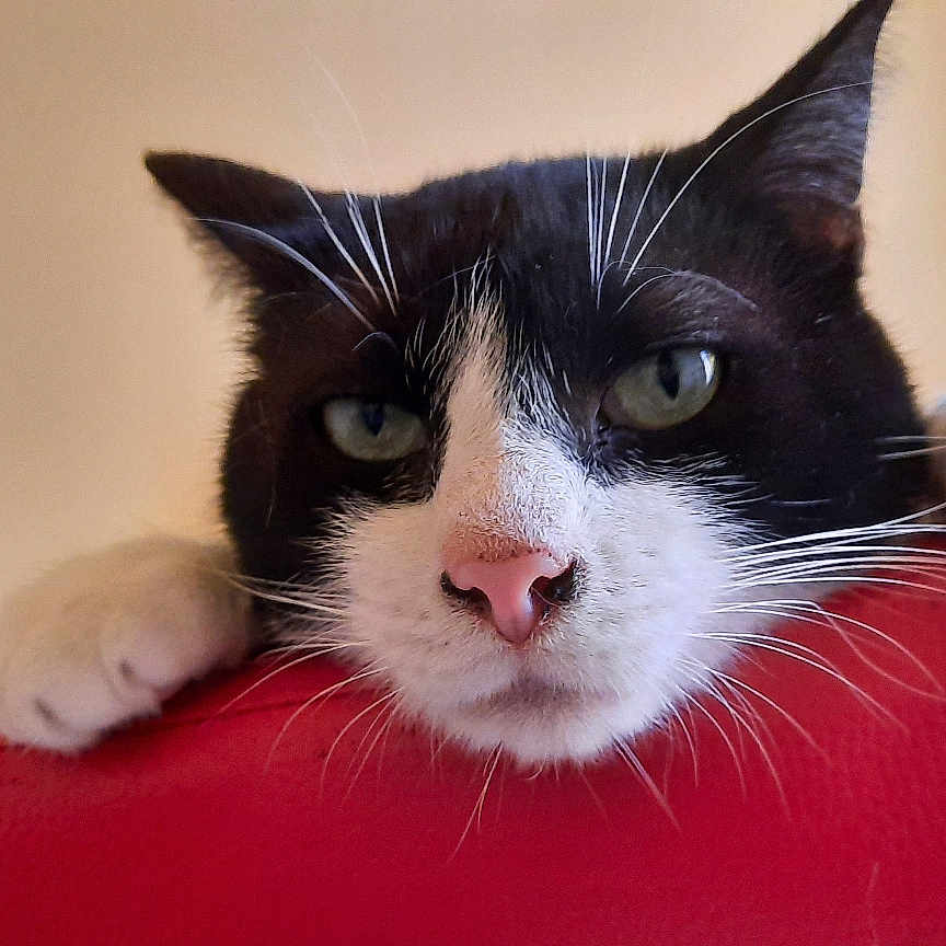Max participe au concours pour gagner de l'argent avec cette photo : animal, black_and_white, cat, close_up, curious, domestic, ears, face, feline, fur, home, indoor, nose, paws, pet, portrait, red_chair, relaxed, resting, whiskers