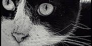 Max a rejoint le concours — aidez-le/la à gagner de superbes lots ! animal, black_and_white, cat, close_up, cute, detail, expression, eyes, face, feline, fur, macro, monochrome, muzzle, nose, pet, portrait, texture, whiskers, wildlife