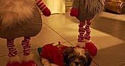 Arthur a rejoint le concours — aidez-le/la à gagner de superbes lots ! beard, christmas_sweater, cozy, cute, decoration, dog, festive, floor, gnome, holiday, indoor, ornament, puppy, red, small, stone_wall, striped, tile, toy, warm_lighting