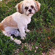 Arthur a rejoint le concours — aidez-le/la à gagner de superbes lots ! dog, small_dog, white_fur, brown_fur, grass, plants, outdoor, nature, pet, cute, fluffy, animal, sitting, looking, eyes, fur, canine, greenery, ground, leafy