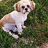 dog, small_dog, white_fur, brown_fur, grass, plants, outdoor, nature, pet, cute, fluffy, animal, sitting, looking, eyes, fur, canine, greenery, ground, leafy