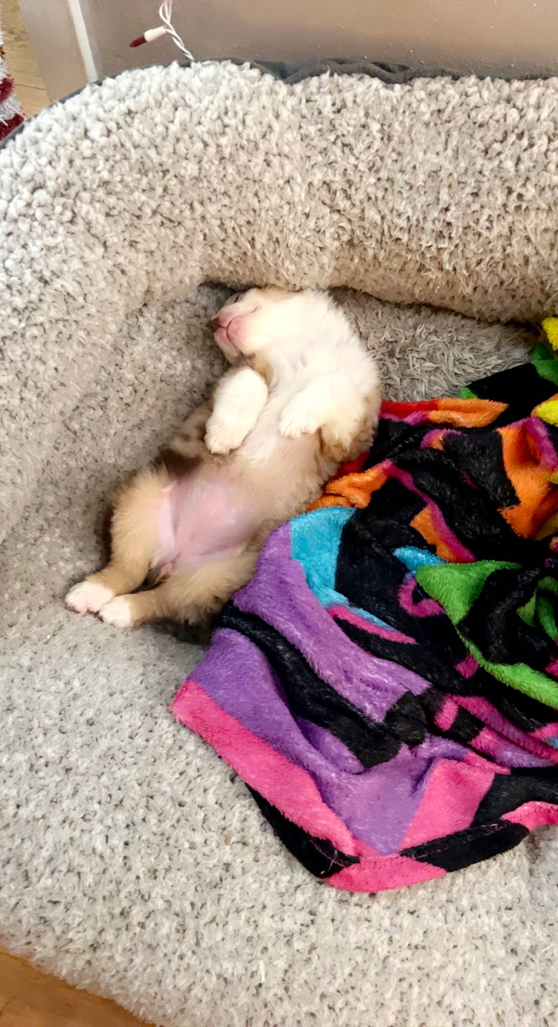 Novah is registered to the contest to win money with this photo: canidae, carnivore, claw, comfort, companion_dog, dog_breed, domestic_short_haired_cat, fawn, felidae, fur, linens, nap, paw, sleep, small_to_medium_sized_cats, sporting_group, stuffed_toy, tail, whiskers, wool