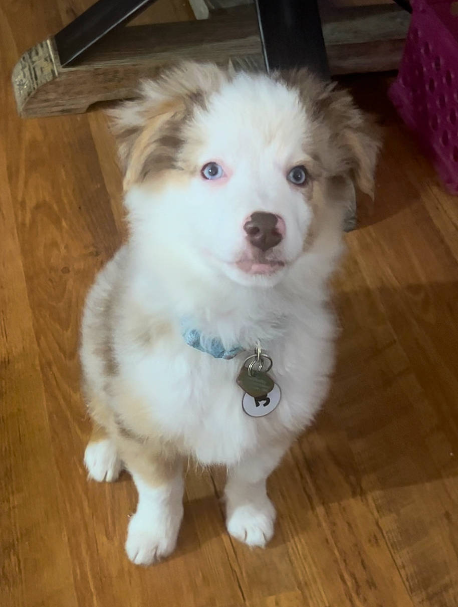 Novah joined the competition — help win amazing prizes! canidae, carnivore, companion_dog, dog, dog_breed, fawn, flooring, fur, hardwood, plank, snout, sporting_group, toy_dog, varnish, whiskers, wood, wood_flooring, wood_stain, working_animal, working_dog