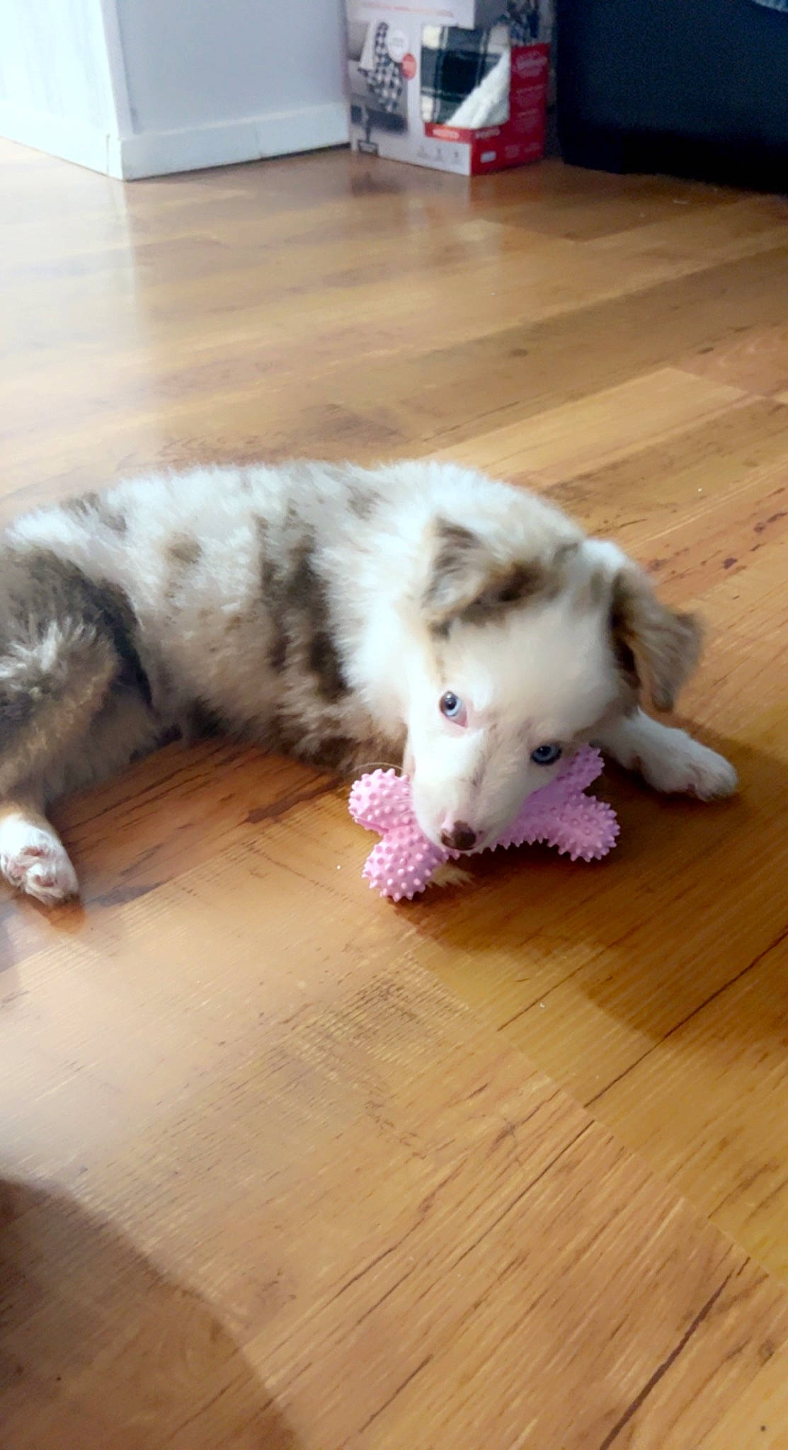 Novah joined the competition — help win amazing prizes! canidae, carnivore, companion_dog, dog, dog_breed, fawn, felidae, floor, flooring, hardwood, laminate_flooring, paw, small_to_medium_sized_cats, snout, sporting_group, tail, toy_dog, whiskers, wood, wood_flooring