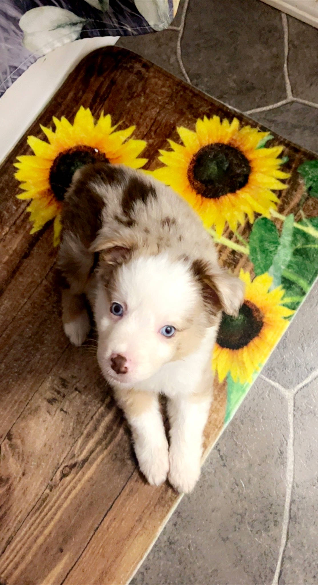 Novah is registered to the contest to win money with this photo: canidae, canis, carnivore, companion_dog, dog, dog_breed, door, fawn, flooring, flower, fur, herding_dog, sled_dog, snout, sporting_group, terrestrial_animal, whiskers, wood, working_animal, working_dog