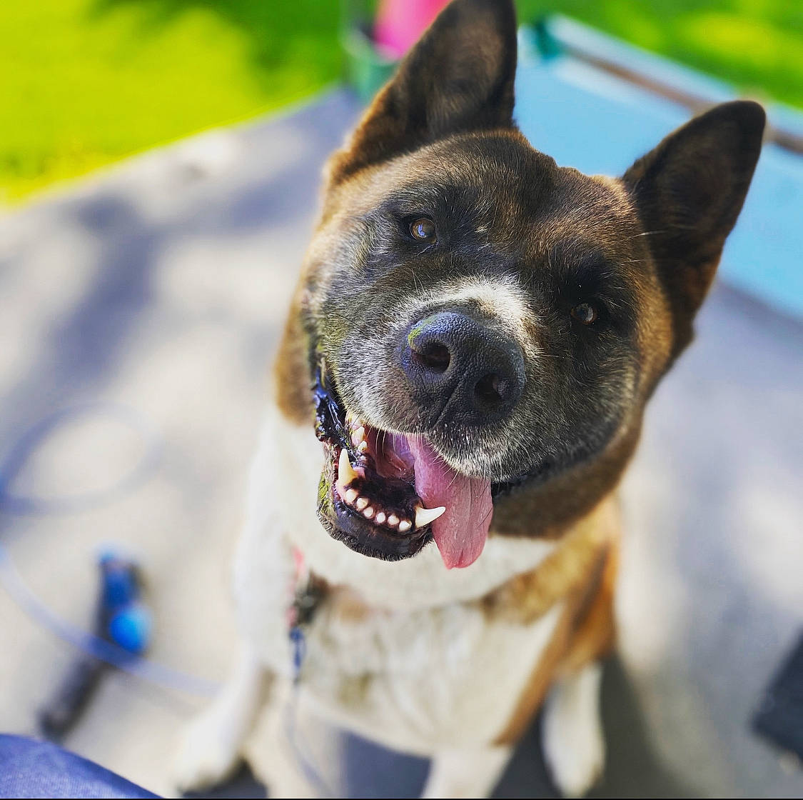 Kaida is registered to the contest to win money with this photo: biting, canidae, carnivore, collar, companion_dog, dog, dog_breed, dog_collar, east_european_shepherd, electric_blue, fawn, german_shepherd_dog, guard_dog, herding_dog, king_shepherd, law_enforcement, old_german_shepherd_dog, sporting_group, whiskers, working_dog