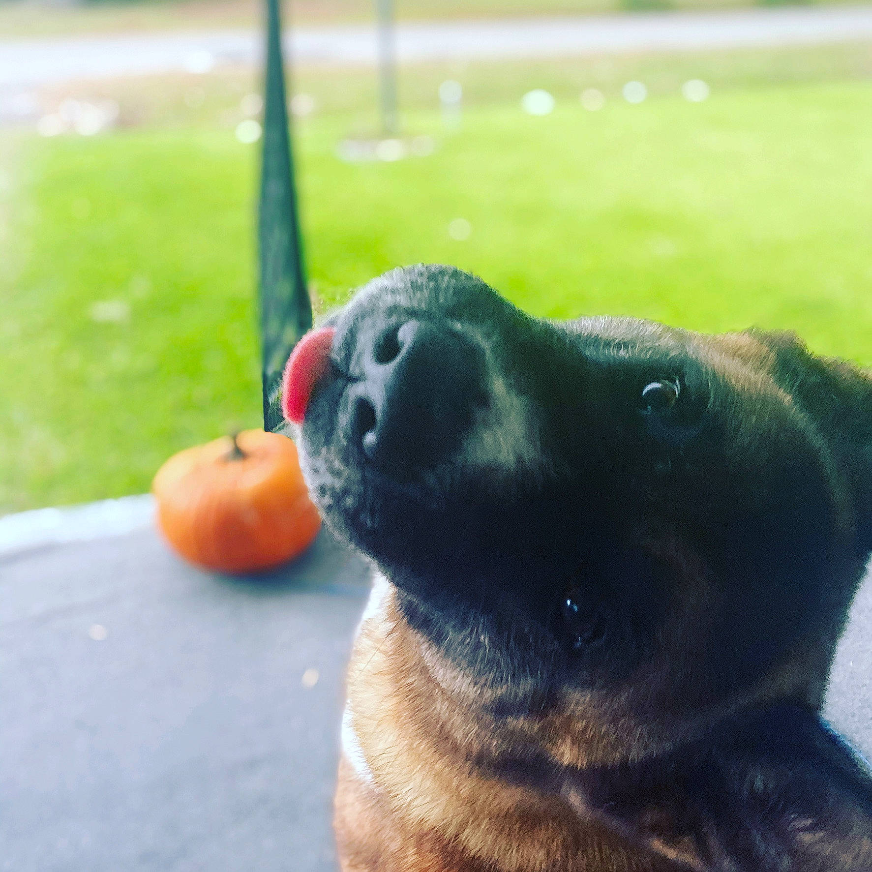 Kaida is registered to the contest to win money with this photo: ball, canidae, carnivore, collar, companion_dog, dog, dog_breed, dog_collar, fawn, grass, guard_dog, plant, snout, sporting_group, sports_toy, tail, tree, whiskers, window, working_animal