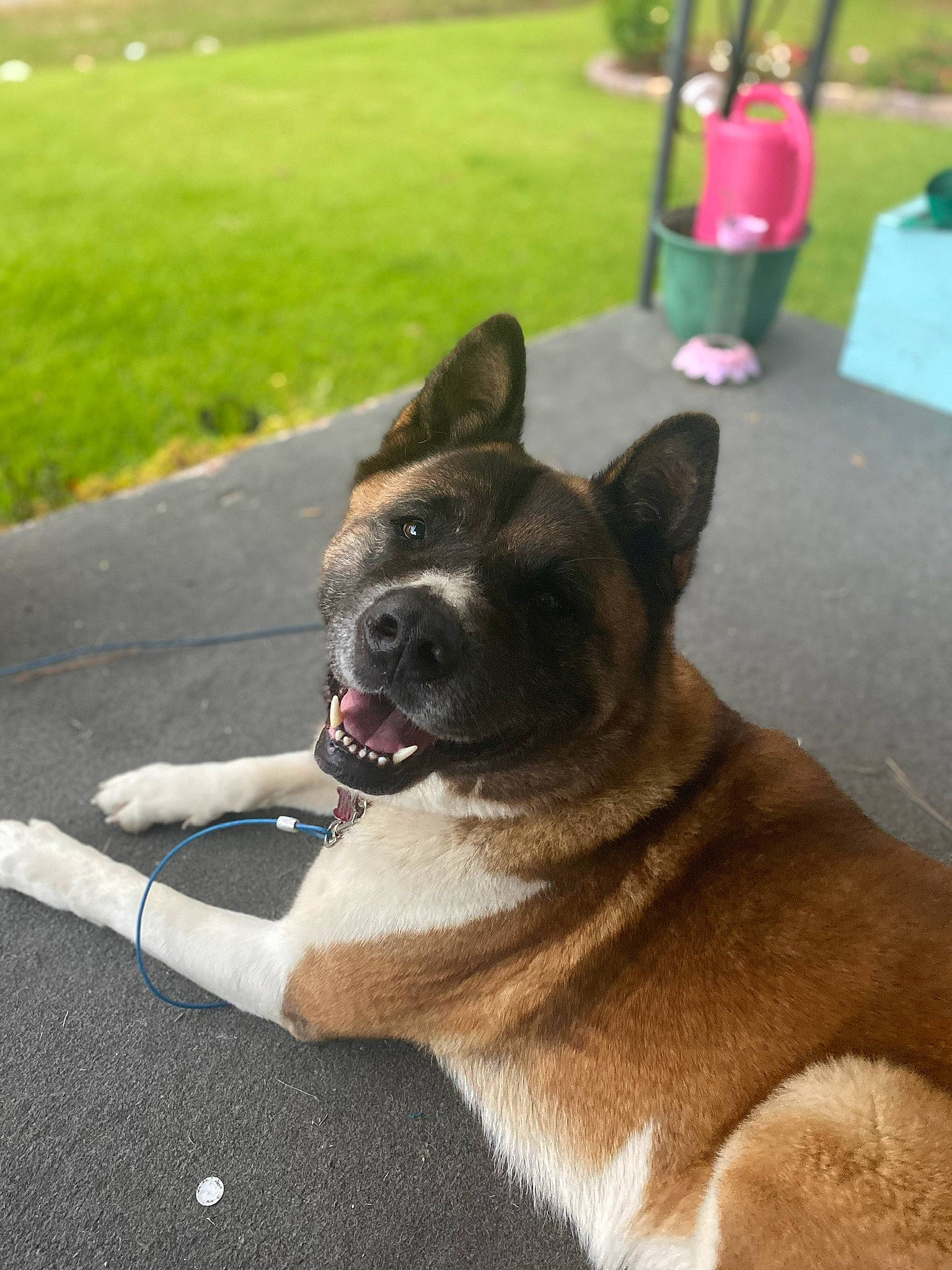 Kaida joined the competition — help win amazing prizes! asphalt, canidae, carnivore, collar, companion_dog, dog, dog_breed, dog_collar, fawn, grass, herding_dog, non_sporting_group, plant, road_surface, snout, sporting_group, tail, tree, working_animal, working_dog