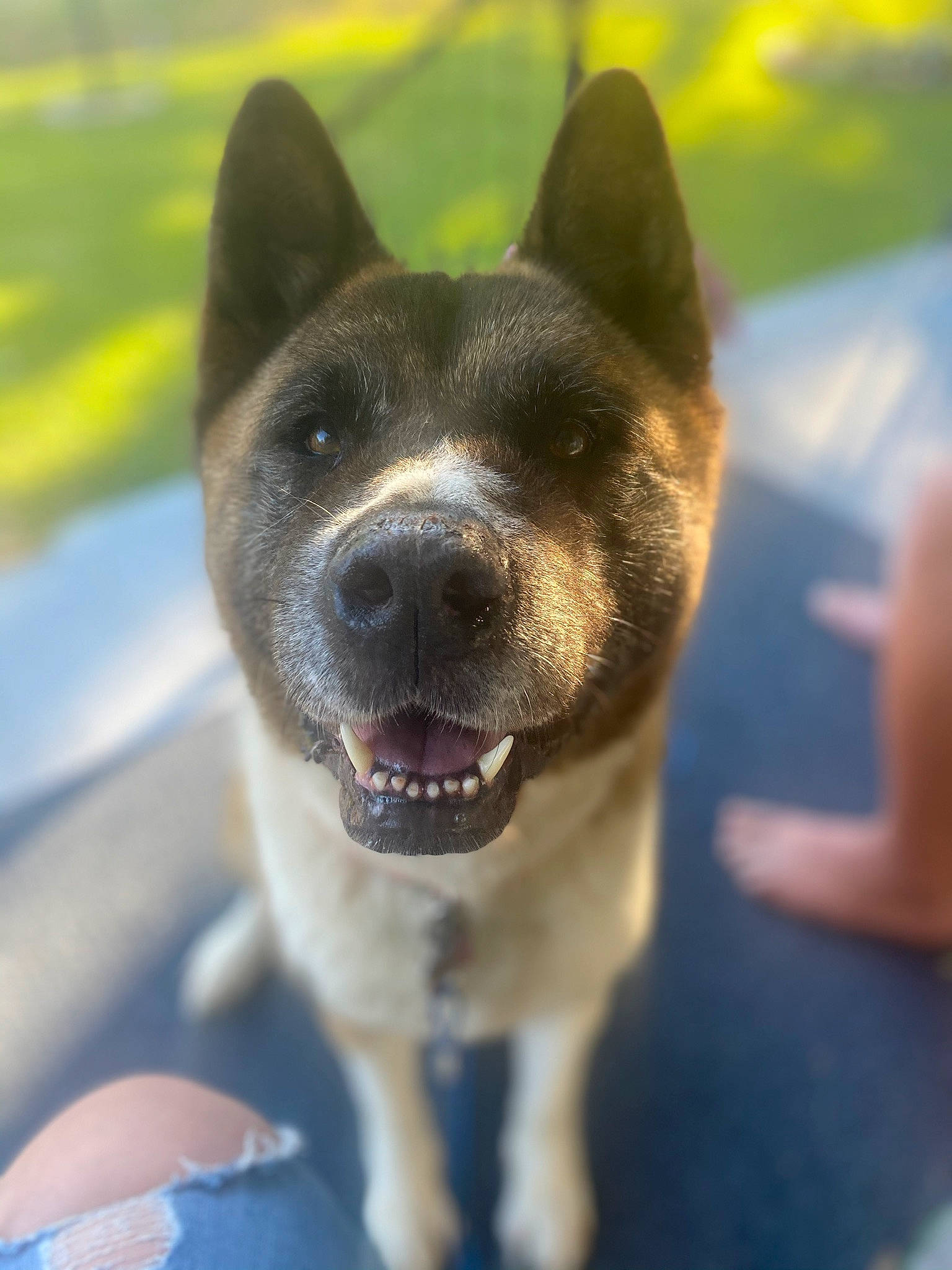 Kaida is registered to the contest to win money with this photo: ancient_dog_breeds, canidae, carnivore, collar, companion_dog, dog, dog_breed, dog_collar, electric_blue, fawn, grass, non_sporting_group, snout, sporting_group, whiskers, working_animal, working_dog