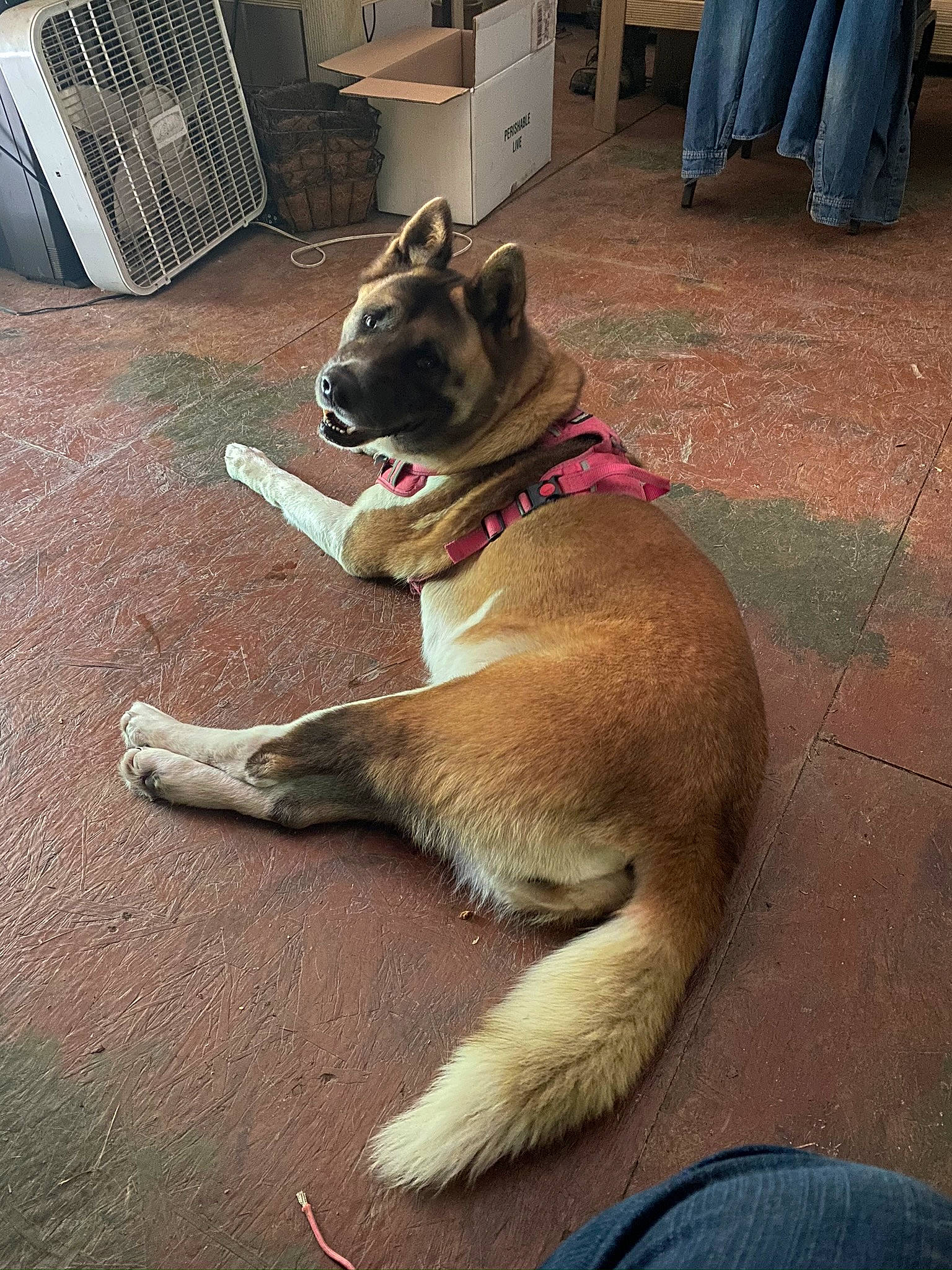 Kaida joined the competition — help win amazing prizes! canidae, carnivore, collar, companion_dog, dog, dog_breed, dog_collar, dog_supply, fawn, floor, flooring, fur, leash, paw, pet_supply, snout, sporting_group, tail, working_animal, working_dog