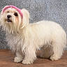 adorable, animal, brown_surface, companion, curious, cute, dog, domestic_animal, fluffy, fur, gray_background, long_hair, looking_up, pet, pink_headband, portrait, small_dog, standing, studio, white_dog