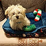 beige_blanket, blue_bed, brown_couch, candy_cane_toy, cozy, cute, dog, dog_bed, fluffy, fur, geometric_pattern, holiday_theme, indoor, pet, plush_toy, resting, santa_pattern, small_dog, toy, white_dog
