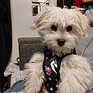 Amour participe au concours pour gagner de l'argent avec cette photo : animal, black_harness, cartoon, couch, cozy, cute, dog, fluffy, fur, hand_holding, harness, hearts, home, indoor, looking_at_camera, pet, portrait, puppy, small_dog, white_fur